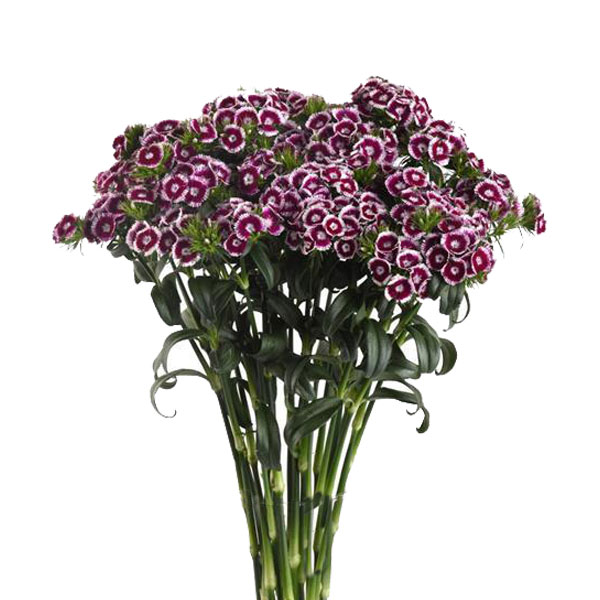 DIANTHUS SWEET WILL