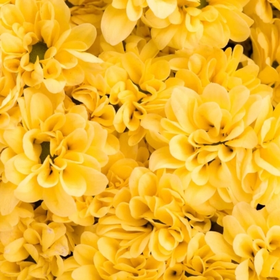 Flores amarillas | 21 de septiembre