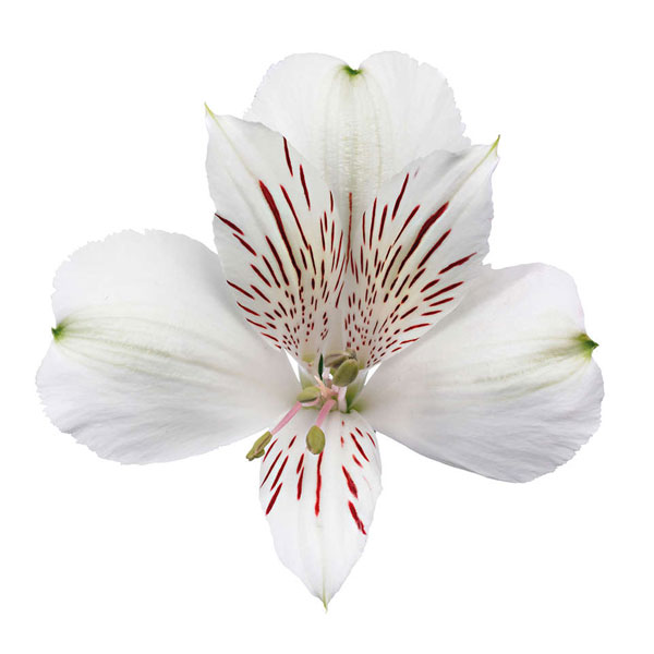 Alstroemeria