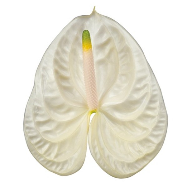 Anthurium