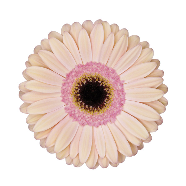 Gerbera