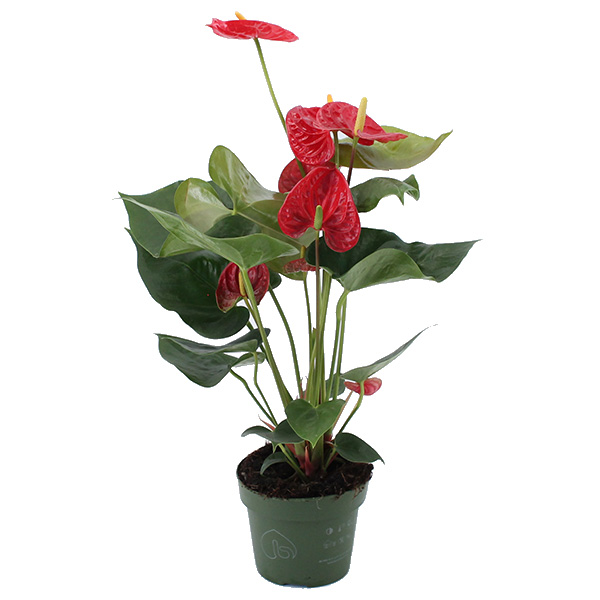 Anthurium