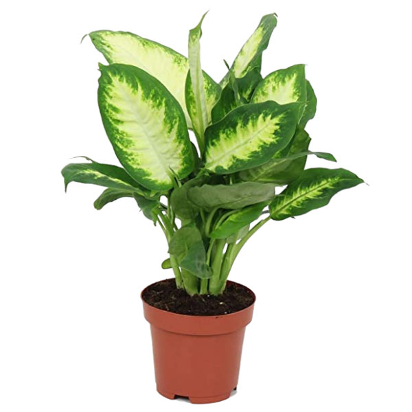 Dieffenbachia