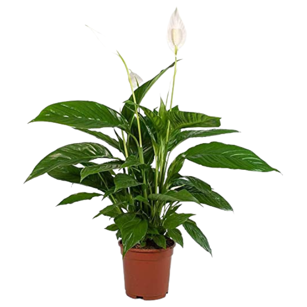 Spathiphyllum