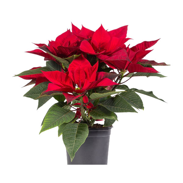 Poinsetia