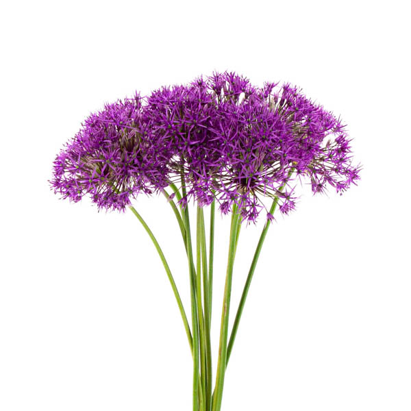 ALLIUM