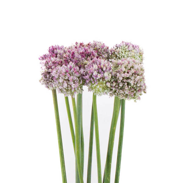 ALLIUM