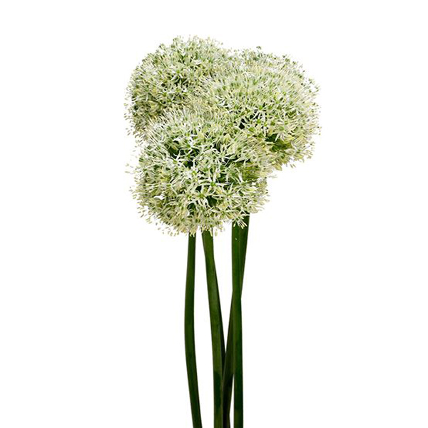 ALLIUM