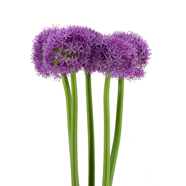 ALLIUM SUP