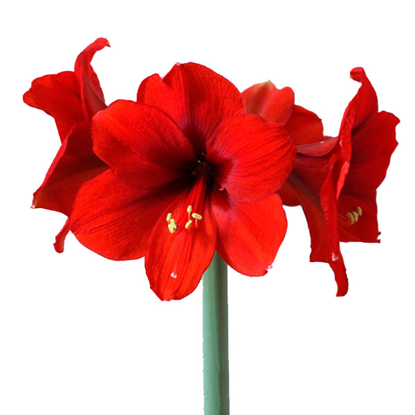 AMARYLLIS