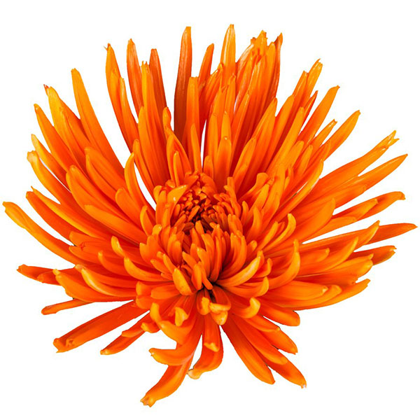 NARANJA