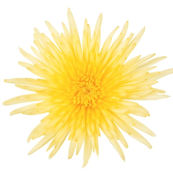 CHRYSANTHÈME ANASTASIA