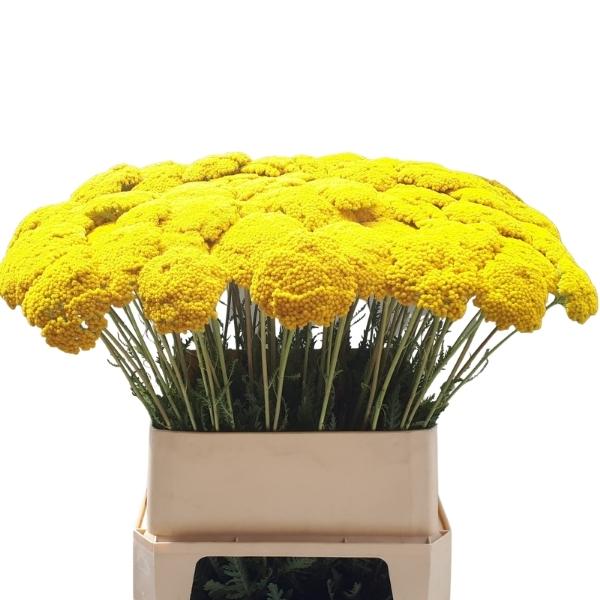 ACHILLEA