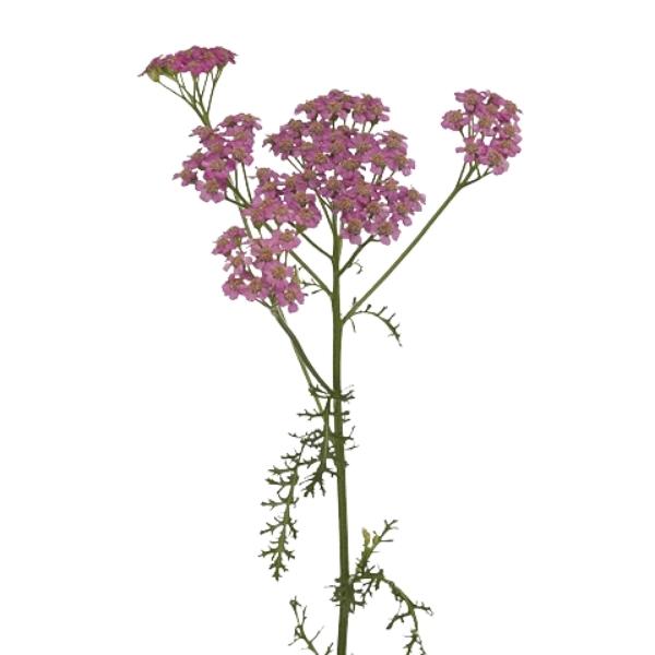 ACHILLEA