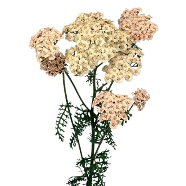 ACHILLEA