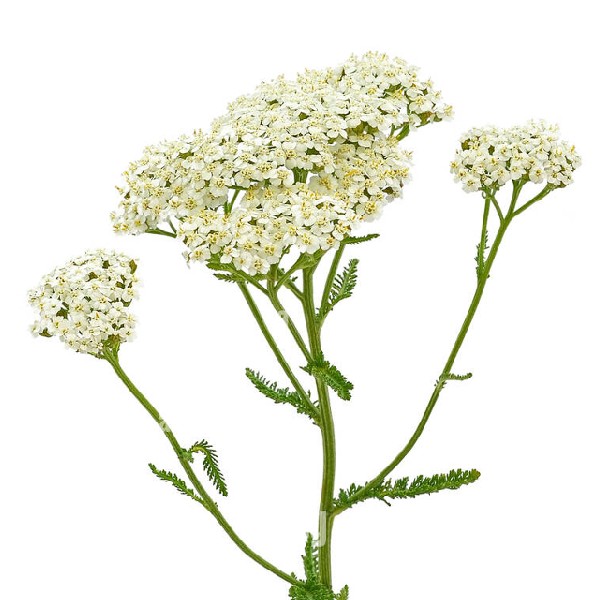 ACHILLEA