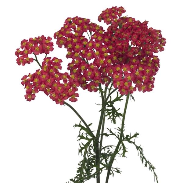 ACHILLEA