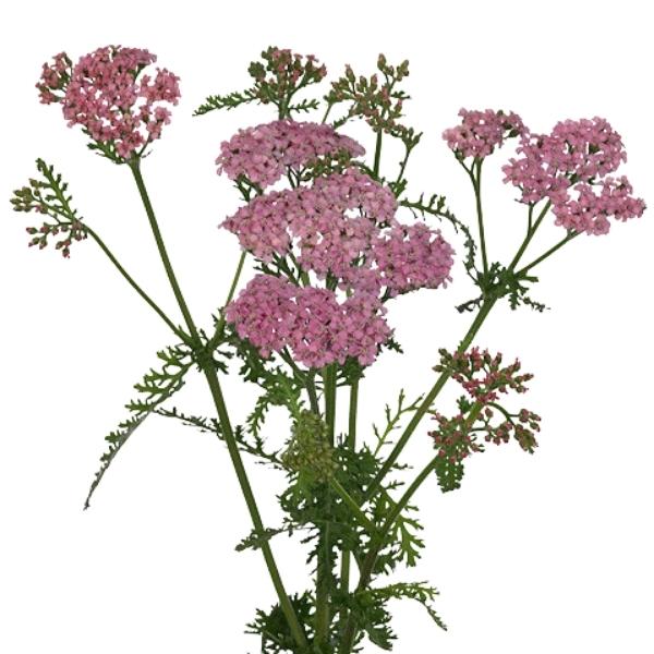 ACHILLEA