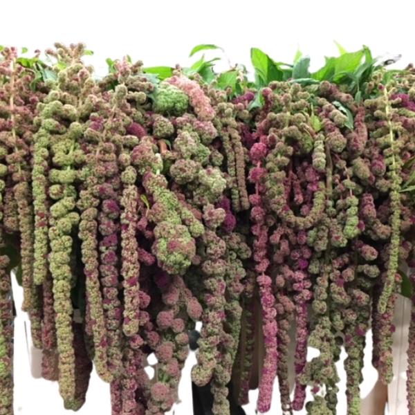 AMARANTHUS CAUDATUS