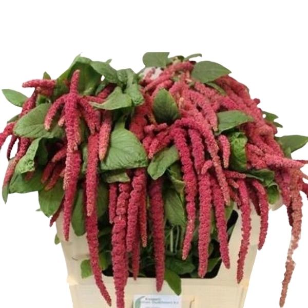 AMARANTHUS CAUDATUS