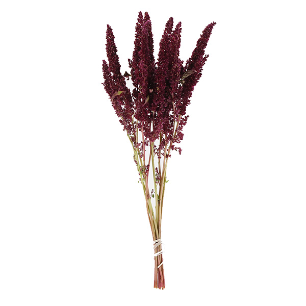 AMARANTHUS VELVET