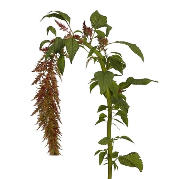 AMARANTHUS