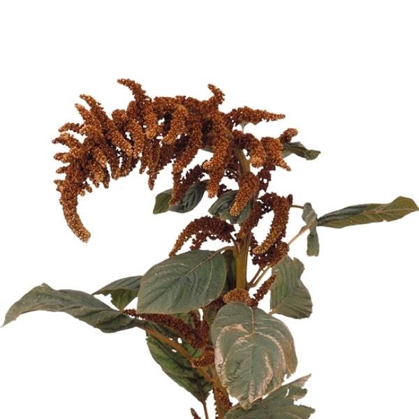 AMARANTHUS