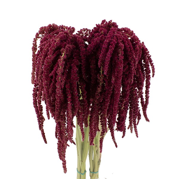 AMARANTHUS