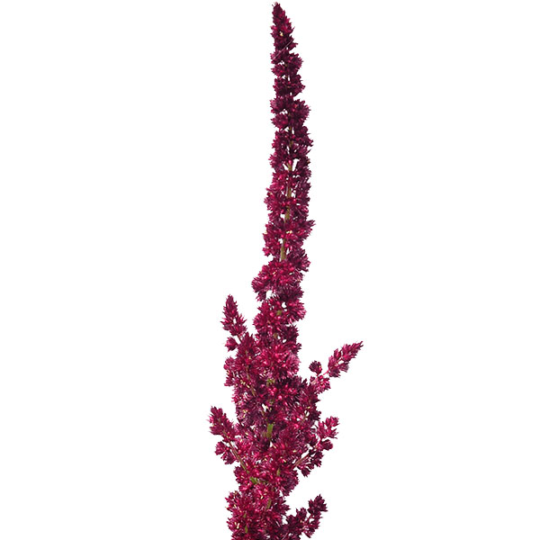 AMARANTHUS