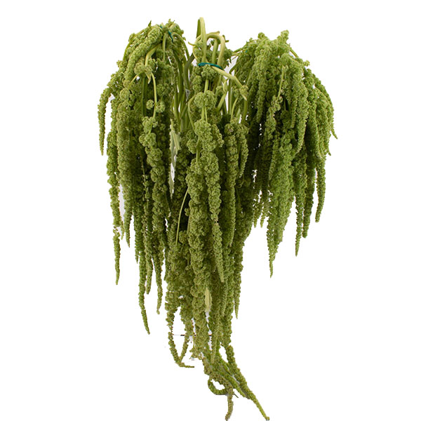 AMARANTHUS