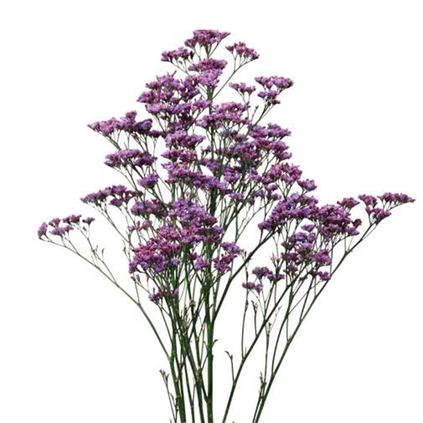 LIMONIUM