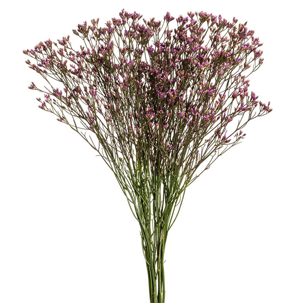 LIMONIUM