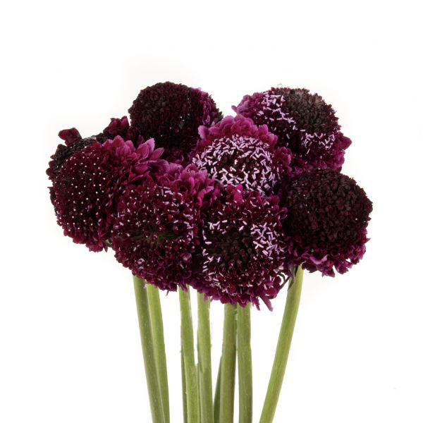 SCABIOSA