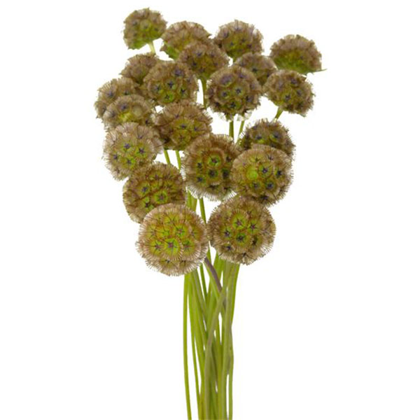 SCABIOSA