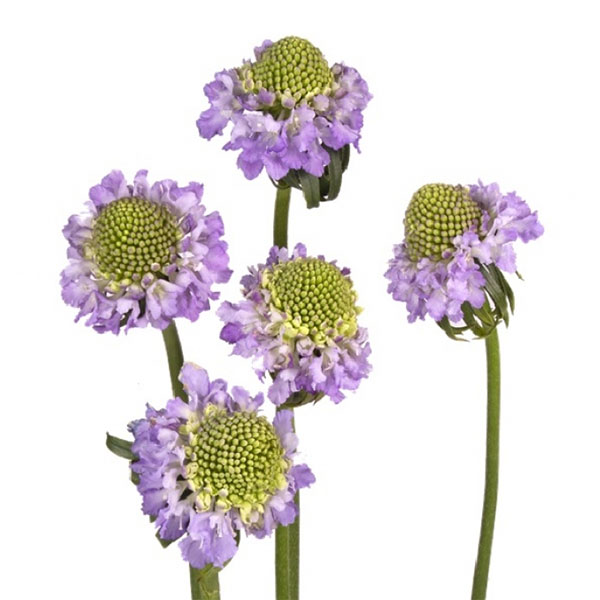 SCABIOSA