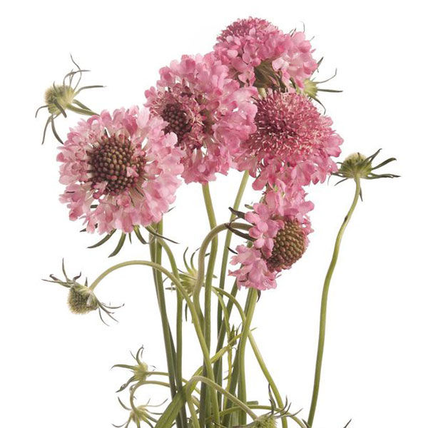 SCABIOSA