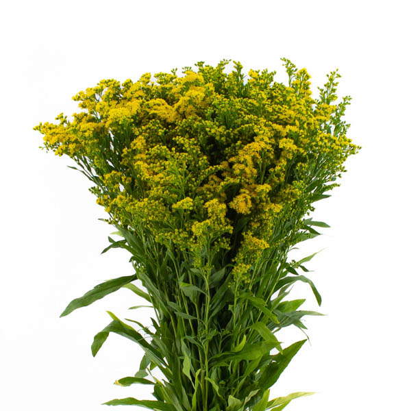 SOLIDAGO