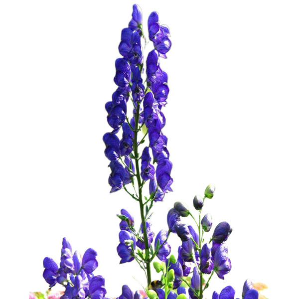 ACONITUM