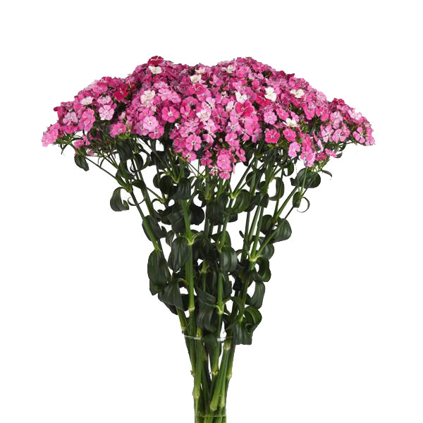 DIANTHUS AMAZONE