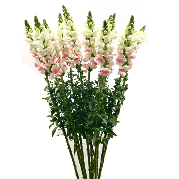 ANTIRRHINUM