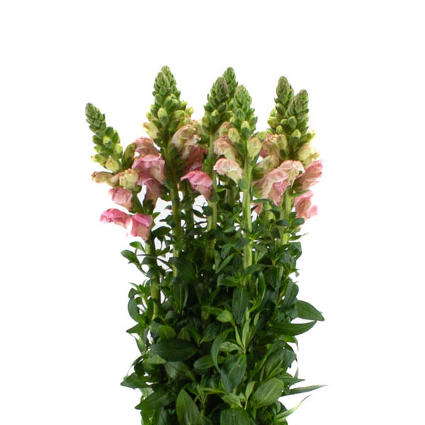 ANTIRRHINUM