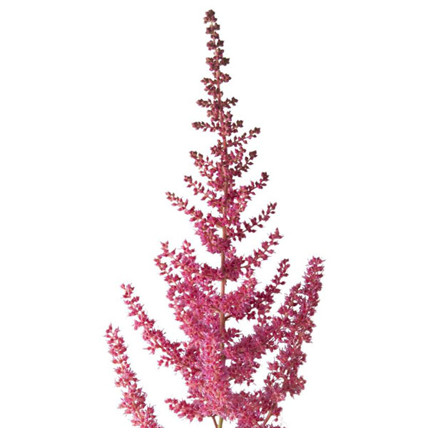 ASTILBE