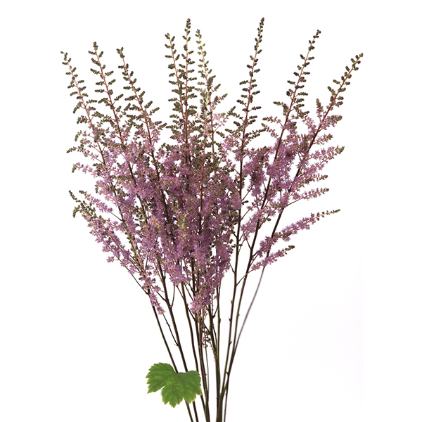 ASTILBE