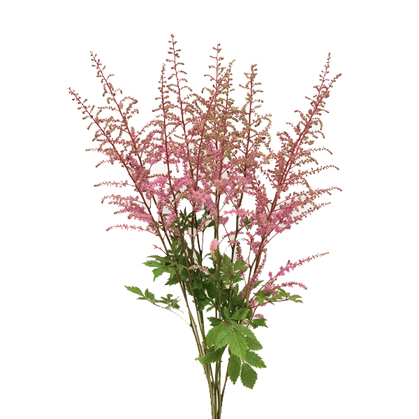 ASTILBE