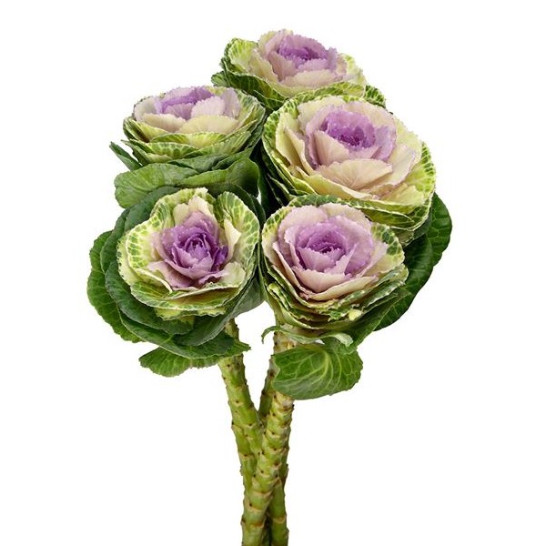 BRASSICA