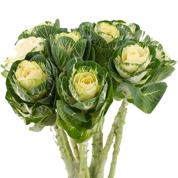 BRASSICA