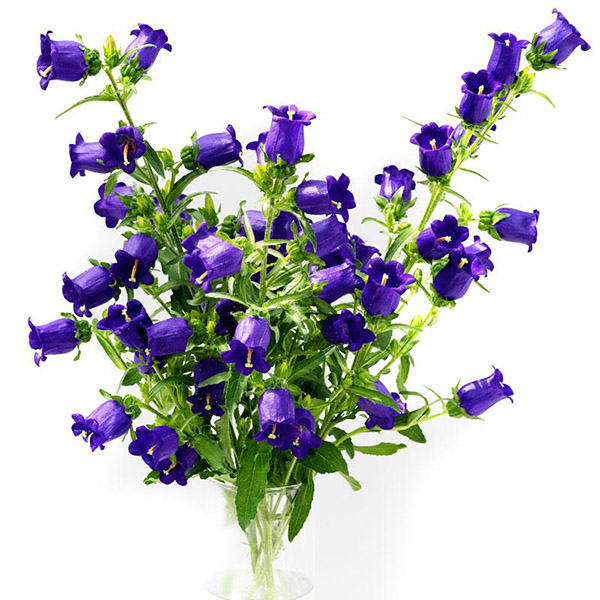 CAMPANULA