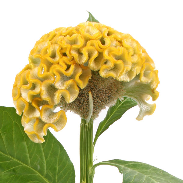 CELOSIA