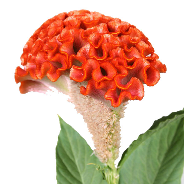 CELOSIA