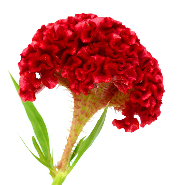 CELOSIA